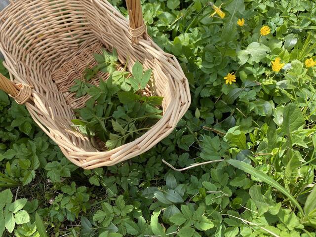 Beim Gierschsammeln muss man sich zu hundert Prozent sicher sein.