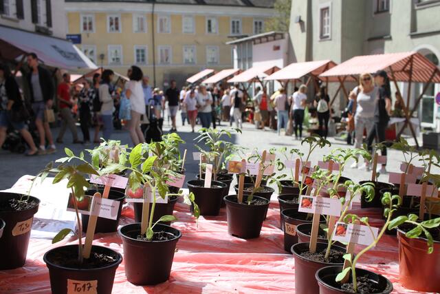 Am kommenden Samstag, dem 7. Mai findet zum 5. Mal der Setzlings- und Pflanzenmarkt statt.  | Foto: Stadtmarketing Hall in Tirol