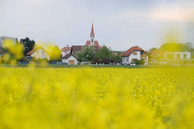 Blick nach Lichtenwörth durch's  Rapsfeld  | Foto: Gerlinde Baumann