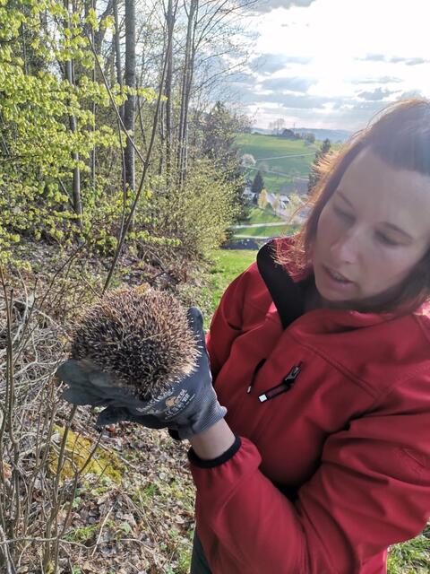 Die Igel kurz vor der Auswilderung durch ihre „Pflegemutter" Claudia Silbernagl aus Julbach.  | Foto: Silbernagl
