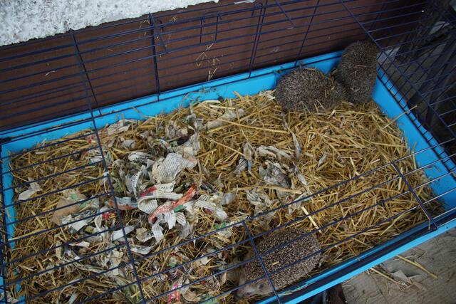 Die drei Igel verint im Käfig kurz vor der Auswilderung.  | Foto: Helmut Eder