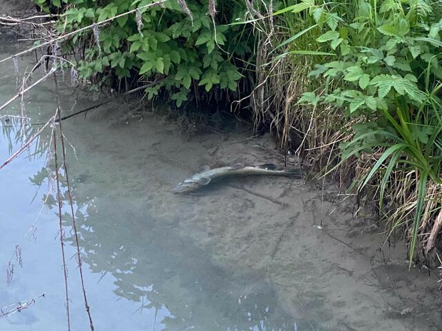 Es steht im Raum, dass die Bachforellen aufgrund einer fahrlässigen Verunreinigung verendeten. | Foto: ZOOM.Tirol
