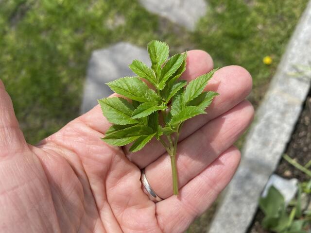 "Bei drei bist du beim Giersch dabei" eine beliebte Bestimmungshilfe