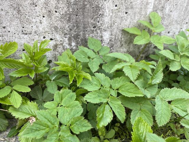 Giersch wird oft als lästiges Unkraut gefürchtet