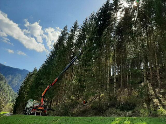 Aus dem Wald frisch geerntet 