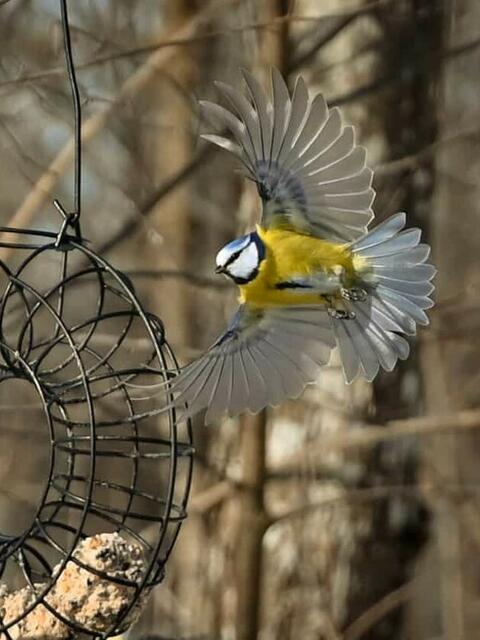 Eine Blaumeise beim Anflug auf ihren Futterplatz. | Foto: Foto: Tamara Berger 