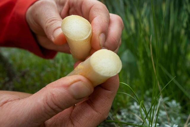 Bei frischen Spargel sind die Spargelenden saftig und hell.
  | Foto: LK/Danner
