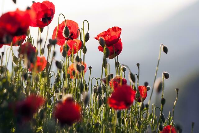 Die meisten Österreicherinnen und Österreicher verschenken Blumen zum Muttertag.  | Foto: Pixabay/MireXa
