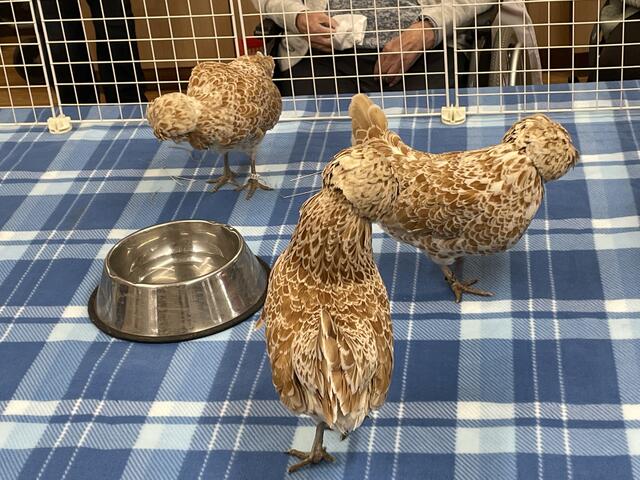 Josefine, Susi und Belle sind drei außergewöhnliche Hühnerschönheiten, die mit ihrer Besitzerin Mariette Schindler das Seniorenheim besuchten. | Foto: RegionalMedien_Eisner