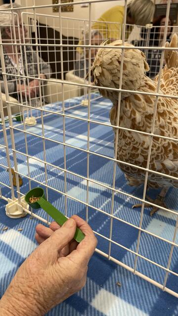 „Das ist für die Hühner wie Schokolade für uns: Bachflohkrebse“, erklärte die Hühnerflüsterin Mariette. | Foto: RegionalMedien_Eisner