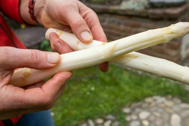 Frischer Spargel erkennbar an: Glänzende Stangen – reibt man sie aneinander quietschen sie. | Foto: LK/Danner
