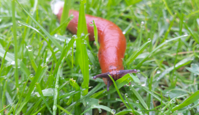 Natur im Garten Effiziente Tipps zur Schneckenabwehr Krems