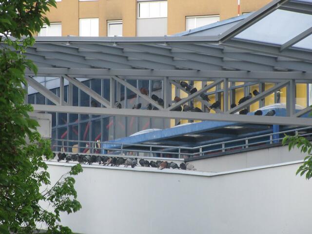 Seit der Übersiedelung des Taubenschlags sind viele Tauben im überdachten Schulbereich. | Foto: Privat