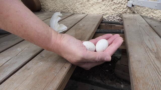 Die Eier die unter der Diele gefunden wurden.  | Foto: Klaus heimlich/ARGE Stadttauben Salzburg