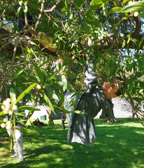 Der Schüler Maurice Gschiel klettert auf einen Baum. | Foto: HAK Eisenerz