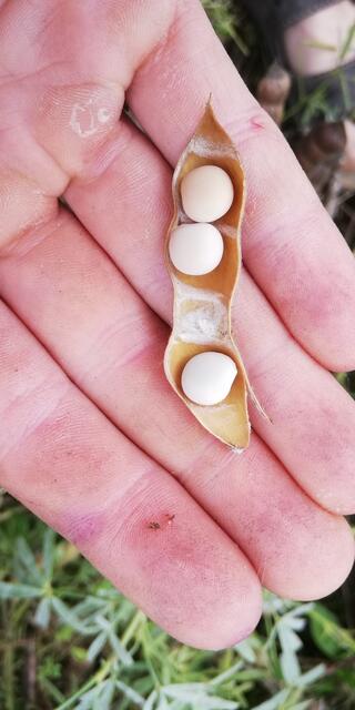 Die geöffnete Schotte einer Blauen Lupine, deren Samen zur Erzeugung von Nahrungsmitteln  verarbeitet werden.  | Foto: Mandl