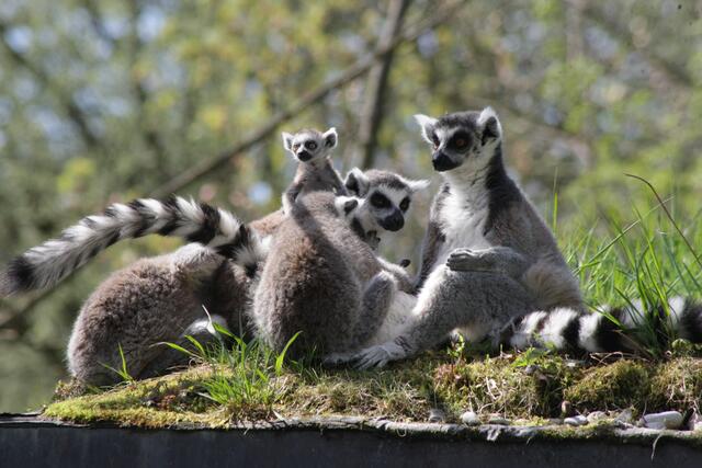 Die Jungtiere der Kattas werden rund ein halbes Jahr lang gesäugt.
 | Foto: Zoo Salzburg