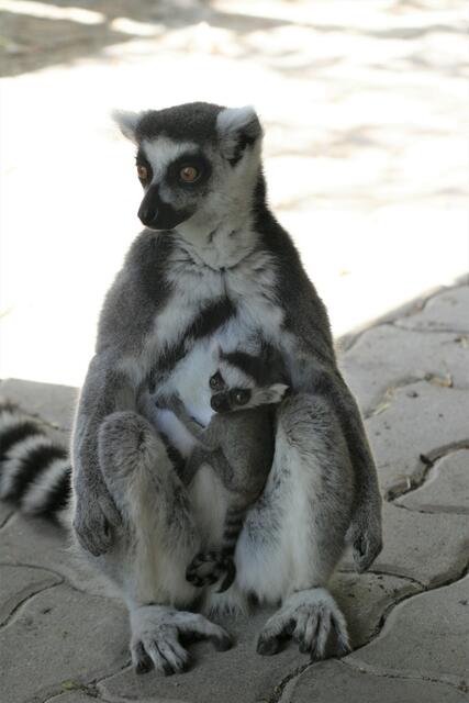 Neben dem jetzt sechs Wochen alten Jungtier freut sich der Zoo Salzburg über ein zweites Katta-Baby mit typisch schwarzer Augenmaske und markantem Ringelschwanz, das am 24. April 2022 zur Welt kam. | Foto: Zoo Salzburg