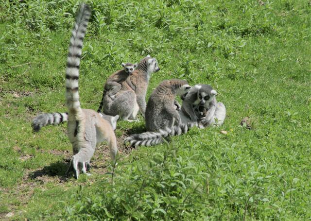 Die Kattas sind ausschließlich auf Madagaskar beheimatetet und von der Weltnaturschutzunion als „stark gefährdet“ eingestuft. | Foto: Zoo Salzburg