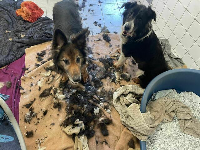 Foto: Tierheim Bruck/Leitha