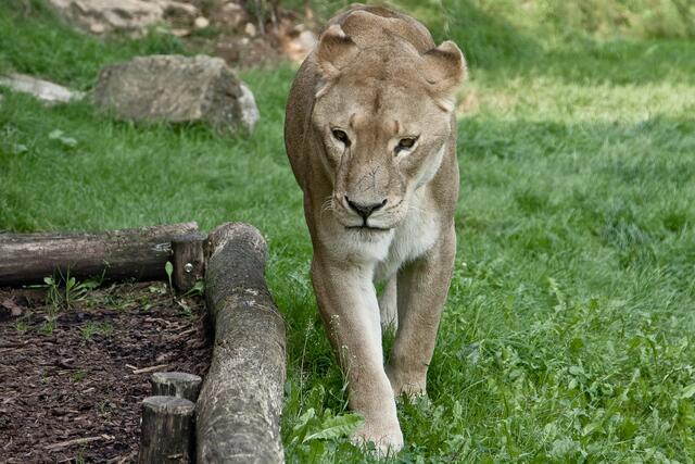 In der Tierwelt Herberstein gibt es 85 verschiedene Tierarten zu sehen, auch Löwen sind hier Zuhause. | Foto: Paul Weber
