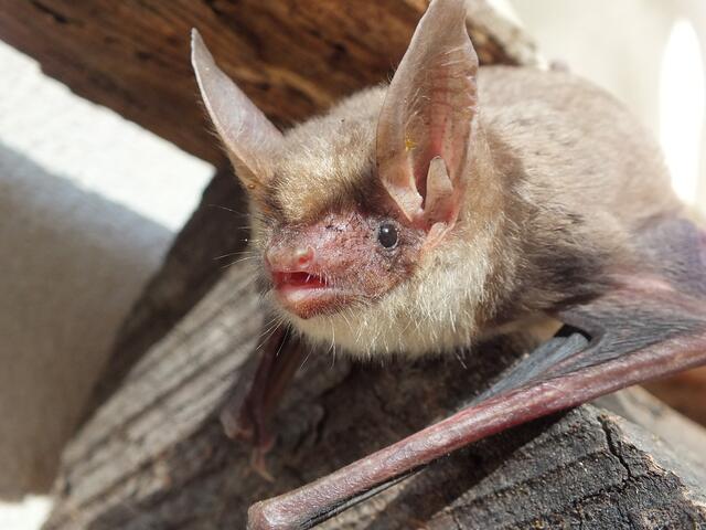 Die Mausohren (Myotis) fühlen sich in der Region wohl. | Foto: Katharina Bürger
