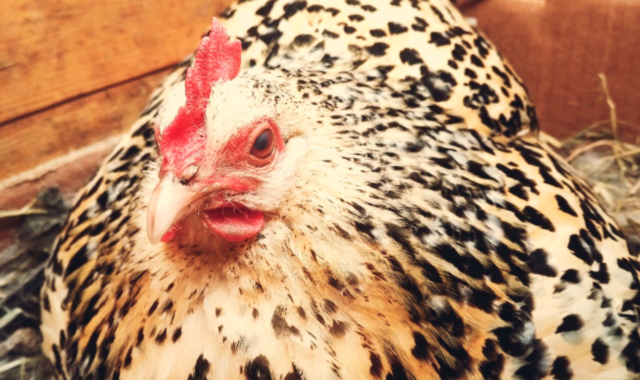 Symbolfoto | Foto: Marcus "Finn the klee kai" Swoboda