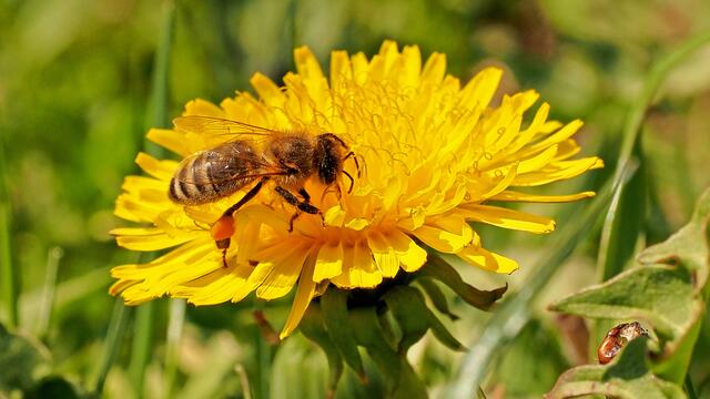 "Wer seinen Wohlstand vermehren möchte, der sollte sich an den Bienen ein Beispiel nehmen. Sie sammeln den Honig, ohne die Blumen zu zerstören. Sie sind sogar nützlich für die Blumen. Sammle deinen Reichtum, ohne seine Quellen zu zerstören, dann wird er beständig zunehmen."

(Buddha)