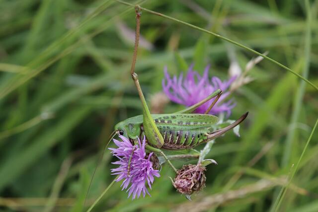 Die Färbung des Warzenbeißers reicht von braun über gras- bis dunkelgrün.  | Foto: © naturbeobachtung.at/Martin Strasser