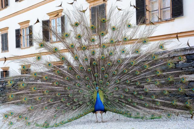 Im Schlosspark Eggenberg teilen sich die Besucher:innen das Gelände mit den freilaufenden Pfauen. | Foto: Anna Aldrian