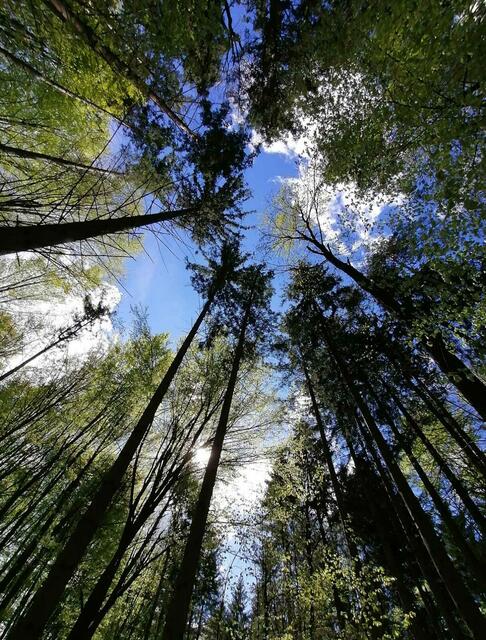 Ein gesunder Wald für ökologische Strukturen | Foto: Günther Koch