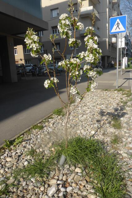 Bereits die 3. Blüte des Grazer Corona-Birnenbaumes in der Muchargasse im April 2022.