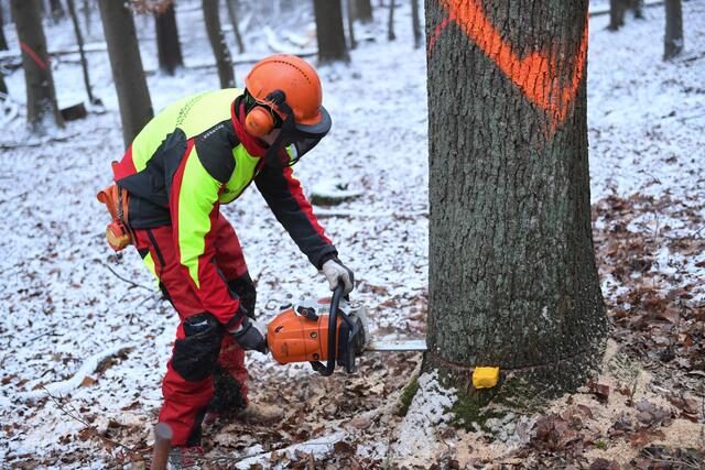 Eine zielgerichtete Ernte bei entsprechender Aufforstung ist unabdingbar für einen gesunden Wald über mehrere Generationen. | Foto: ÖBf/F. Helmrich