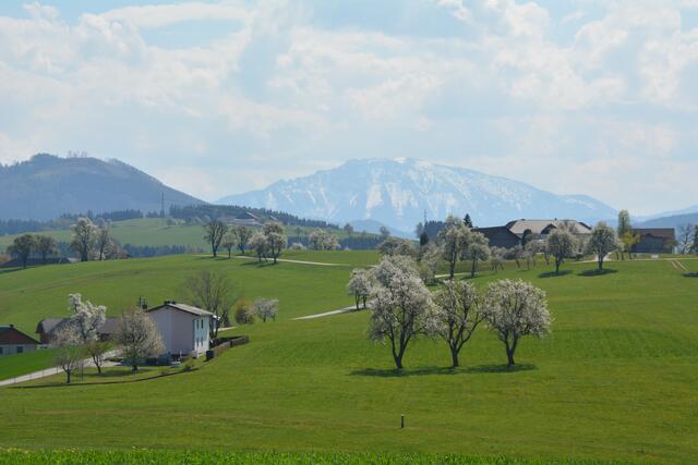 Blühende Obstbäume prägen die schöne Landschaft im Mostviertel. | Foto: Roland Mayr