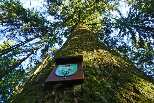 Alois Litzlbauer zeigt Bilder aus dem Kobernaußerwald. | Foto: Litzlbauer