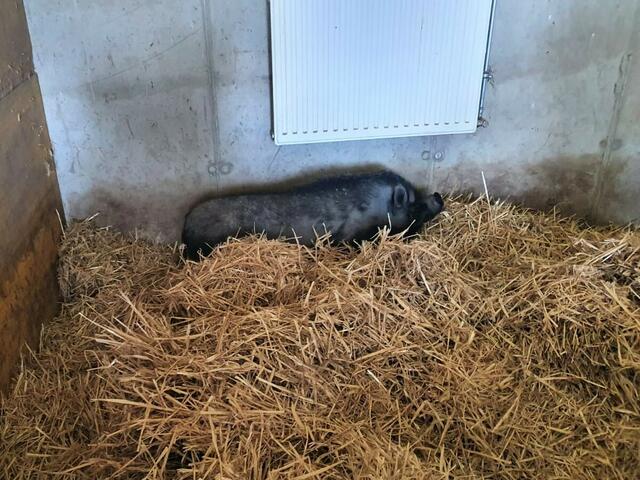 Das Hängebauchschwein streunte in Linz herum und fand ein neues Zuhause im Tierparadies Schabenreith.
 | Foto: Tierparadies Schabenreith | Hofner