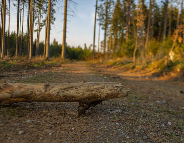 Forstunfall im Lesachtal | Foto: stock.adobe.com/at/sMarcel