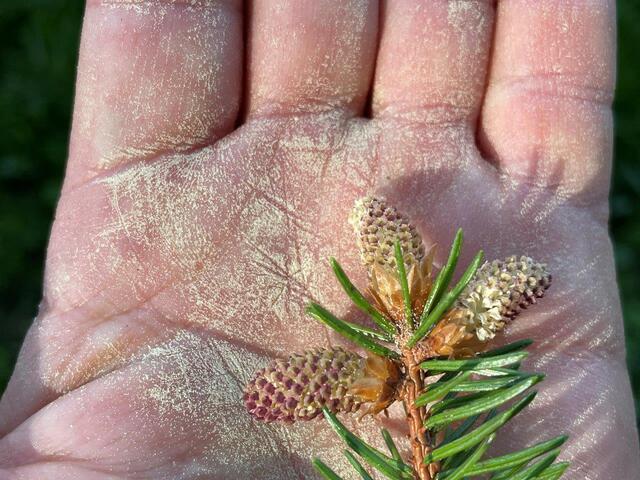 Der gelbe Staub auf Autos und Gartenmöbeln macht die starke Pollenproduktion der Fichte sichtbar. | Foto:  © Naturschutzbund