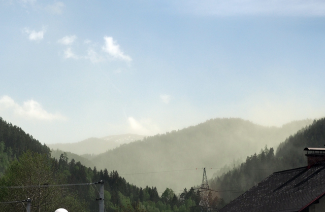 Wenn der Wind die Pollen fliegen lässt, ist das unübersehbar. | Foto: Sonja Hochfellner 
