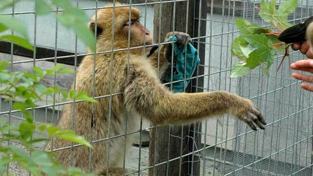 Im Tierpark Preding-Wettmannstätten gibt es aktuell rund 480 Tiere. | Foto: Steiermark Tourismus