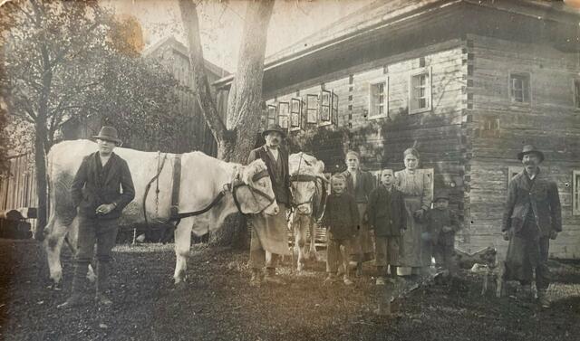 Die „Wallner“ an den Abhängen des Hausrucks hatten für die Arbeit Ochsen im Einsatz. Diese waren viel robuster als Pferde (Peterbauer in Illing um 1910). | Foto: privat