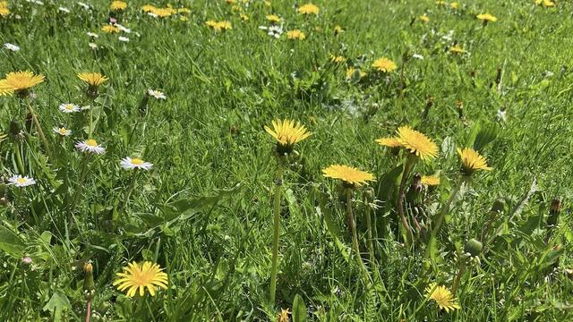 Von der Wiese auf den Teller: der Löwenzahn