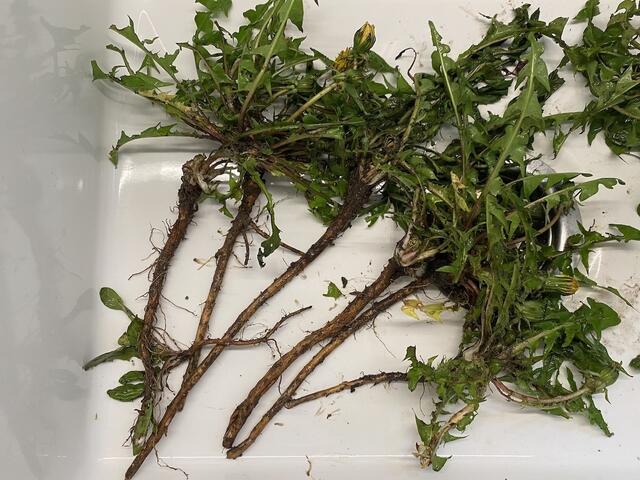 Vorsichtig gewaschen und vom Grün entfernt.