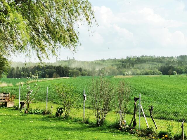 Riesige Pollen-Wolken steigen aus dem Wald auf. | Foto: Daniel Schmidt