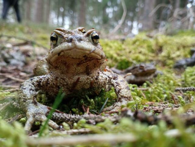 Foto: Kohlbauer