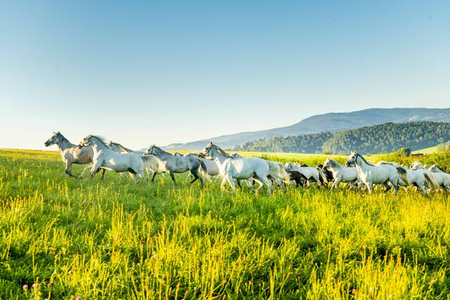 Das Lipizzanergestüt Piber ist immer einen Besuch wert. | Foto: ©Lipizzanerheimat-Die-Abbilderei