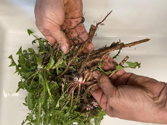 Zuerst werden die Wurzeln gestochen