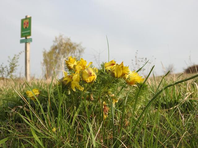 Im Frühjahr ist die Zeit des Adonisröschens | Foto: Bernd Tobler