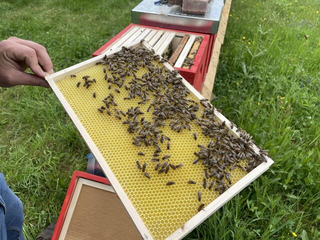 Eine Bienenwabe ist ein, von den Honigbienen aus Bienenwachs errichtetes, Wabengebilde mit sechseckigen Zellen. Sie dienen zur Aufzucht von Larven und zur Lagerung von Honig und Pollen.