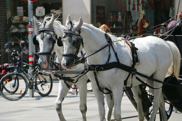 Pferde raus aus der Stadt! | Foto: vgt.at
